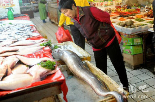 Lươn biển "khủng" dài gần 2m, nặng xấp xỉ 23kg ảnh 5 Phát hiện lươn biển