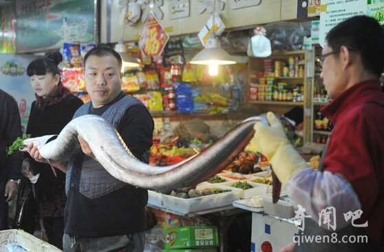 Lươn biển "khủng" dài gần 2m, nặng xấp xỉ 23kg ảnh 8 Phát hiện lươn biển