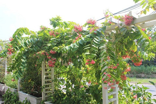 Biệt thự “không móng” làm từ 28 chiếc container tại Sài Gòn ảnh 17 Biệt thự “không móng” làm từ 28 chiếc container tại Sài Gòn - 17
