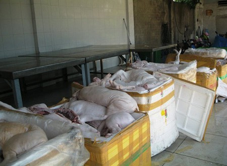 Giữa năm 2013, liên tiếp những vụ thịt heo sữa thối, nhiễm bệnh bị cơ quan chức năng phát hiện. Chỉ chưa đầy 2 tháng 6, 7, cơ quan chức năng đã phát hiện liên tiếp 4 vụ thịt heo sữa được di chuyển trên các xe tải tuồn vào TPHCM. Ảnh: Khám Phá. Những vụ phát hiện thực phẩm bẩn khiến người dùng sợ hãi