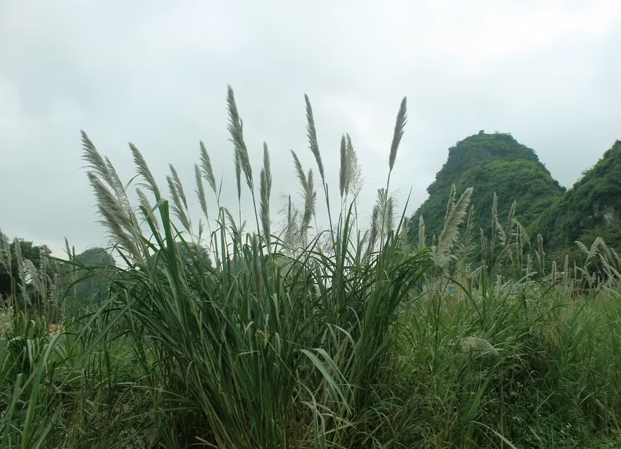 Ảnh minh họa ITN.