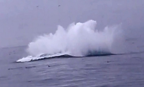 Cá voi 40 tấn bay lên mặt nước 