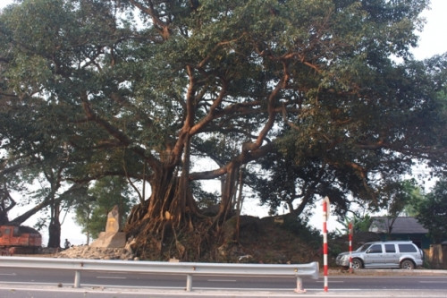 Ngắm cây đa 300 tuổi trùm bóng mát Ngắm cây đa 300 tuổi trùm bóng mát