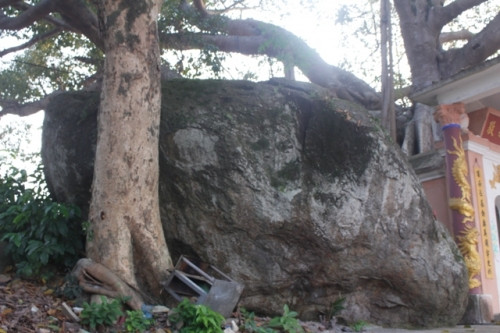 Ngắm cây đa 300 tuổi trùm bóng mát Ngắm cây đa 300 tuổi trùm bóng mát