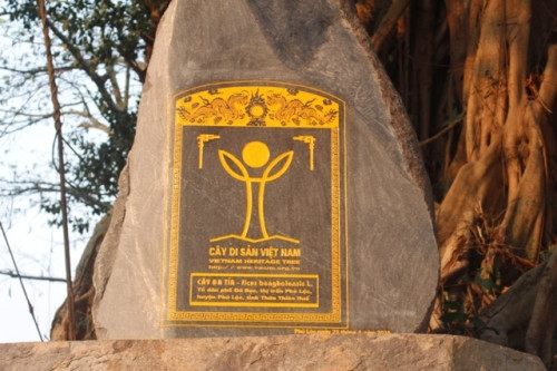 Ngắm cây đa 300 tuổi trùm bóng mát Ngắm cây đa 300 tuổi trùm bóng mát