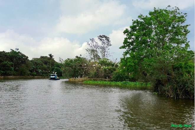 Vương quốc của các loài cò ở Hải Dương ảnh 9