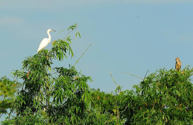 Vương quốc của các loài cò ở Hải Dương ảnh 8