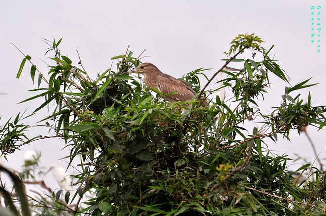Vương quốc của các loài cò ở Hải Dương ảnh 3