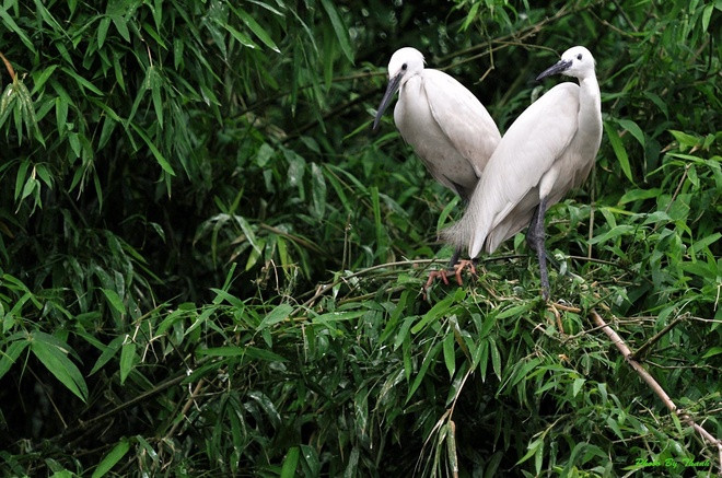 Vương quốc của các loài cò ở Hải Dương ảnh 2