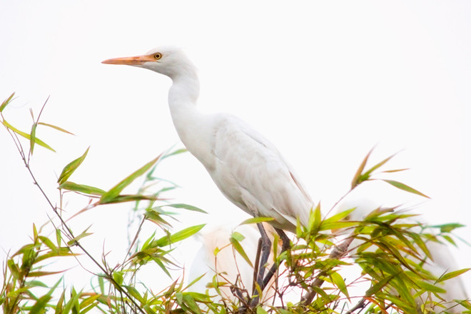 Vương quốc của các loài cò ở Hải Dương ảnh 10