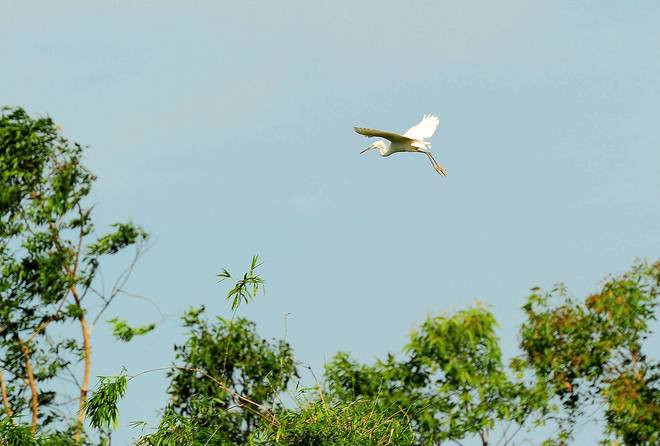 Vương quốc của các loài cò ở Hải Dương ảnh 6