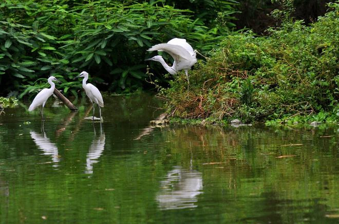 Vương quốc của các loài cò ở Hải Dương ảnh 4