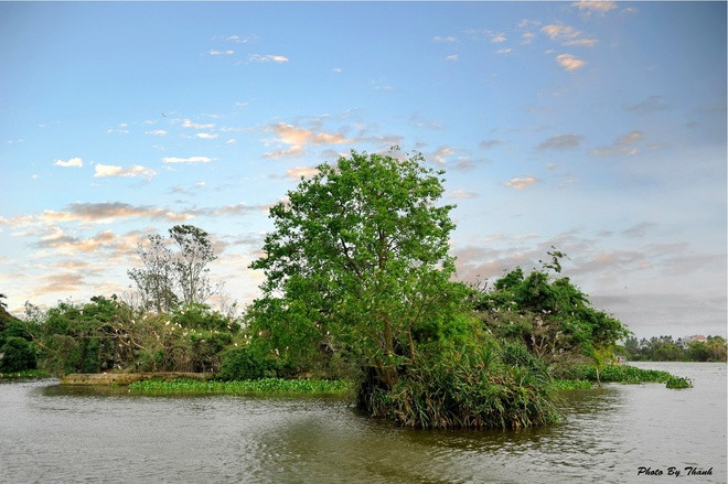 Vương quốc của các loài cò ở Hải Dương ảnh 11