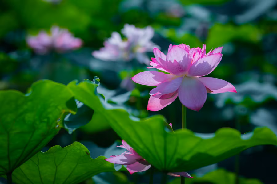 Ảnh minh họa ITN.