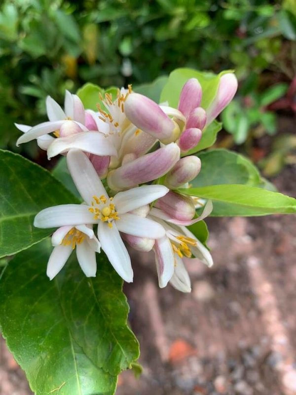Trong sâu thẳm, tôi vẫn yêu màu hoa chanh giản dị mà hương đằm cả một khu vườn, chỉ một cái lá cũng đẫm hương. Ảnh: Bình Thanh.
