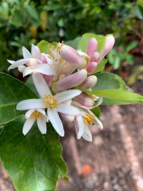 Trong sâu thẳm, tôi vẫn yêu màu hoa chanh giản dị mà hương đằm cả một khu vườn, chỉ một cái lá cũng đẫm hương. Ảnh: Bình Thanh.