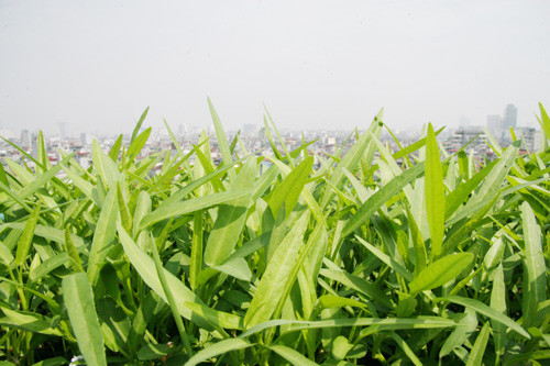 muon cach trong rau muong sach len vun vut he nay - 8