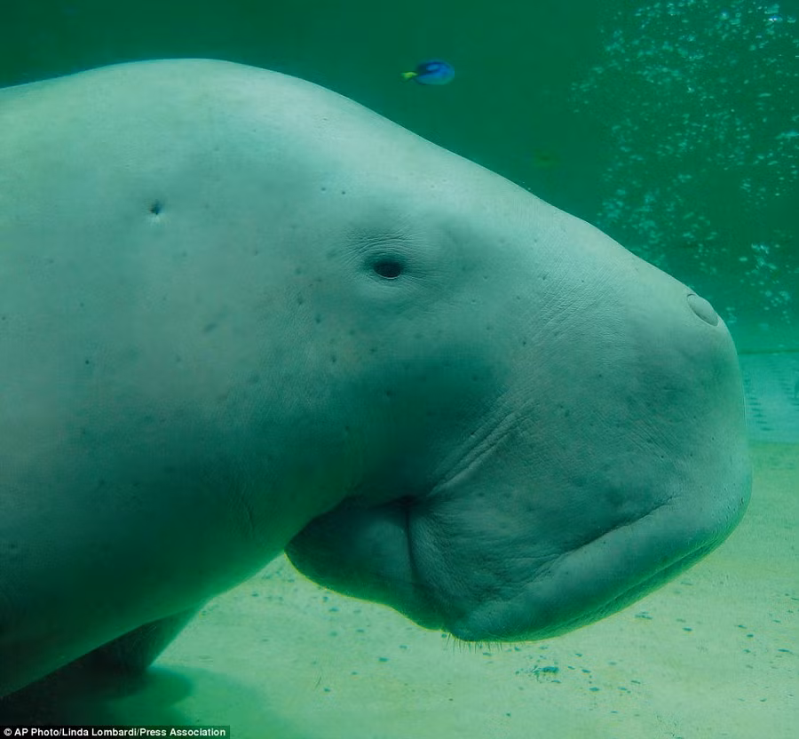 Những con vật xấu xí ấn tượng nhất hành tinh (P2) - Ảnh 7