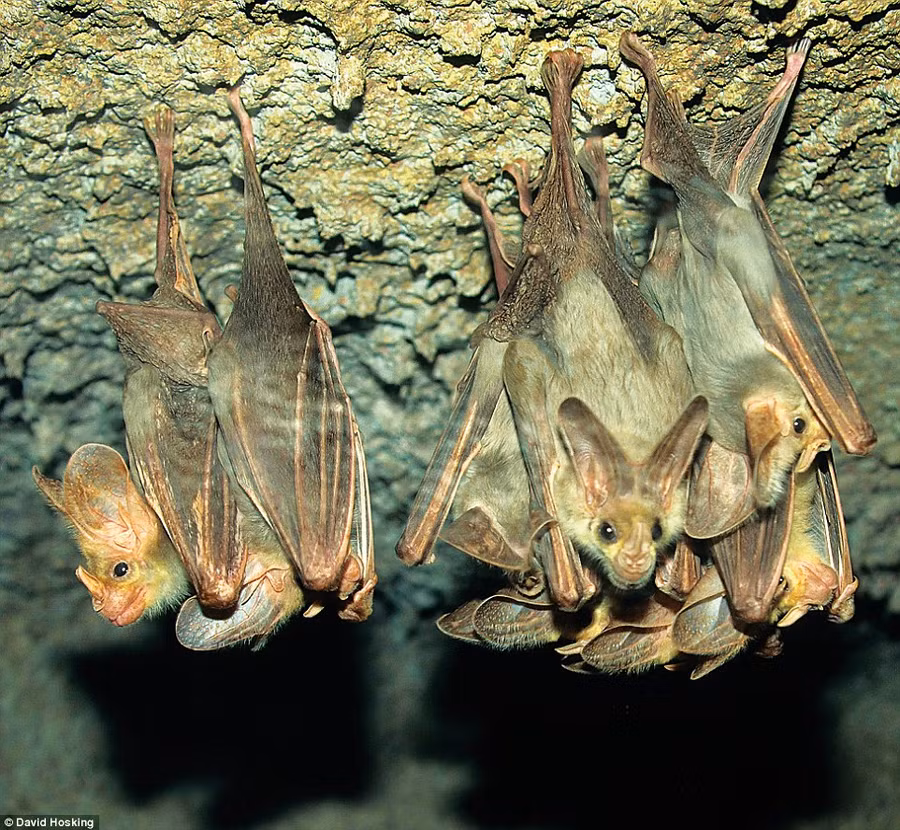 Những con vật xấu xí ấn tượng nhất hành tinh (P2) - Ảnh 5