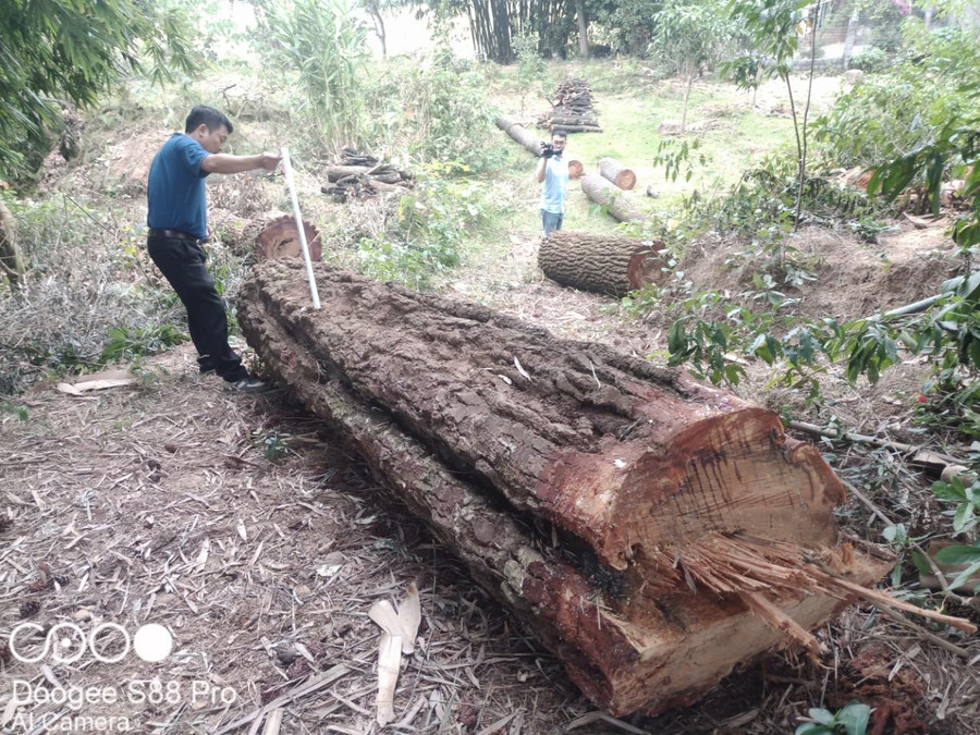 Một trong 12 cây thông bị chặt hạ ngoài phạm vi mốc giới của mỏ đất. Một trong 12 cây thông bị chặt hạ ngoài phạm vi mốc giới của mỏ đất.