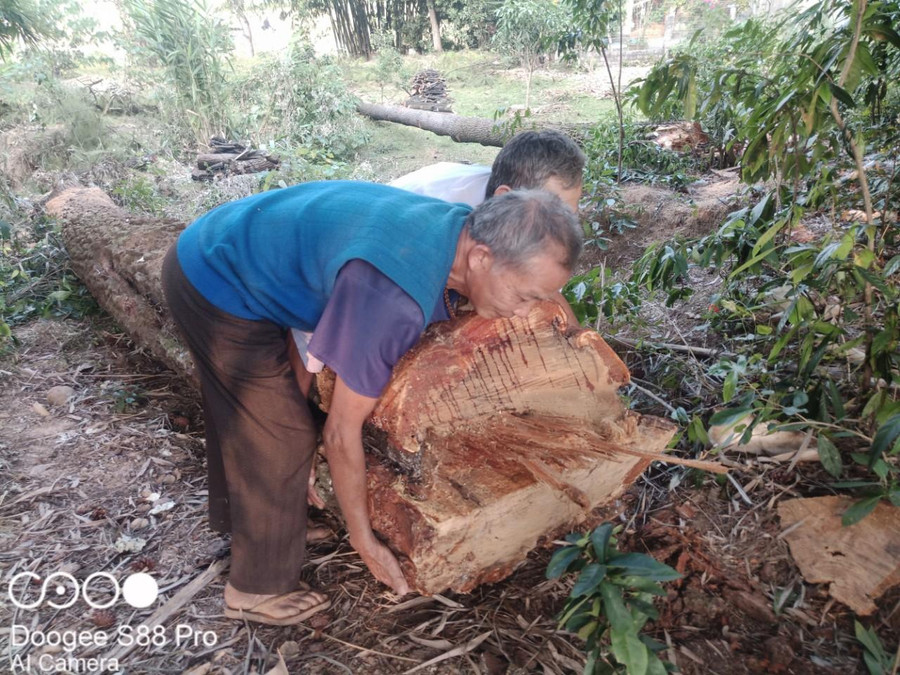 Ông Trần Văn Luân (áo xanh) trông coi, bảo vệ rừng thông cổ hơn 40 năm qua, nay đau đớn nhìn thông đổ gục. Ông Trần Văn Luân (áo xanh) trông coi, bảo vệ rừng thông cổ hơn 40 năm qua, nay đau đớn nhìn thông đổ gục.