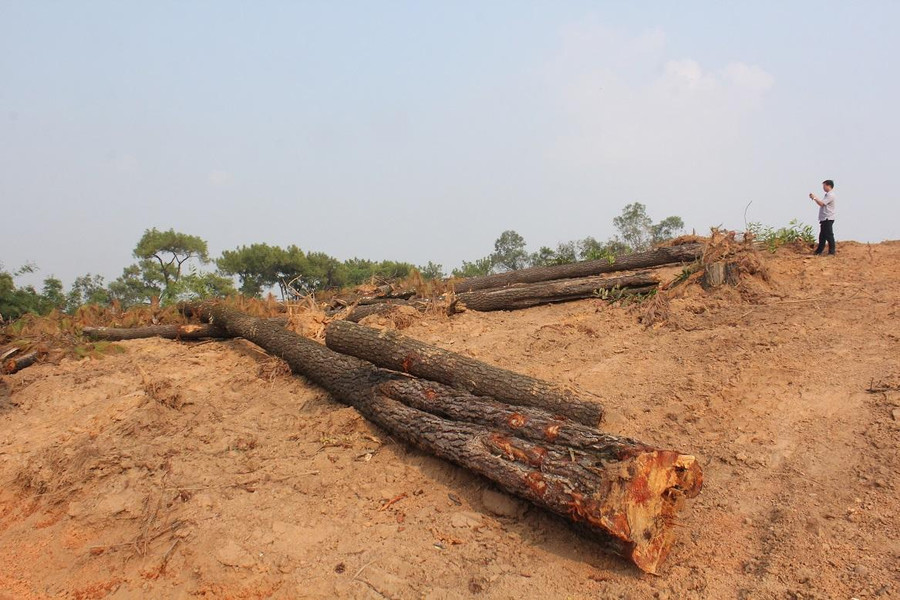 Tan hoang rừng thông cổ hơn 120 năm tuổi tại xóm Tây Bắc, xã Kha Sơn, huyện Phú Bình, tỉnh Thái Nguyên. Tan hoang rừng thông cổ hơn 120 năm tuổi tại xóm Tây Bắc, xã Kha Sơn, huyện Phú Bình, tỉnh Thái Nguyên.