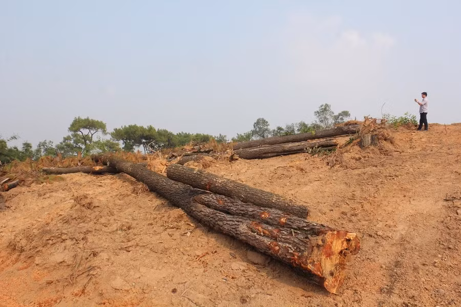 Tan hoang rừng thông cổ hơn 120 năm tuổi tại xóm Tây Bắc, xã Kha Sơn, huyện Phú Bình, tỉnh Thái Nguyên.