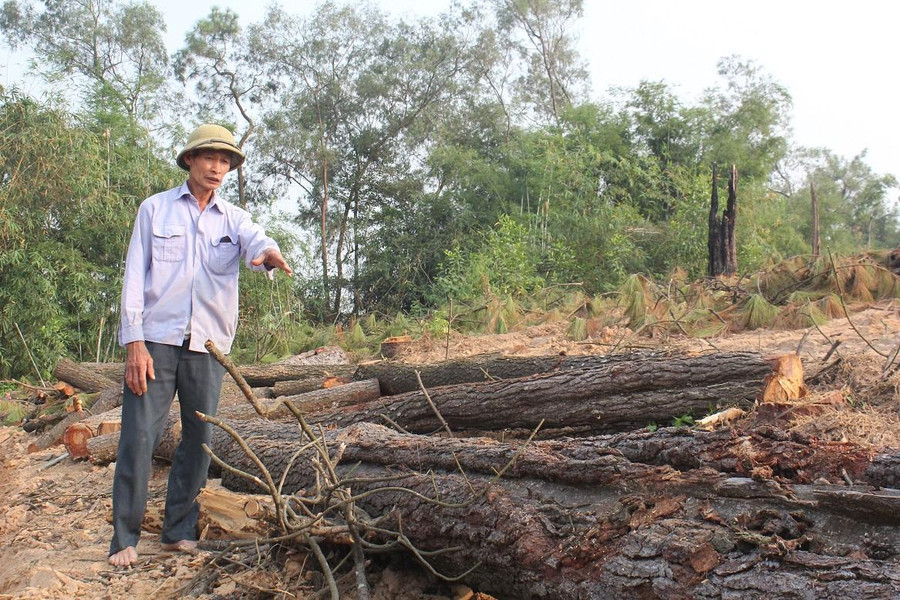 Người dân xã Kha Sơn xót xa khi rừng thông cổ bị chặt hạ ngổn ngang. Người dân xã Kha Sơn xót xa khi rừng thông cổ bị chặt hạ ngổn ngang.