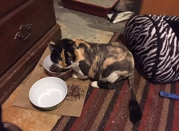 Phát hiện sinh vật như phim kinh dị, người đàn ông sốc khi đưa đến bác sĩ thú y ảnh 7