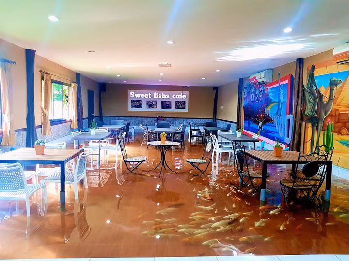 Quán cà phê cá koi vô cùng độc lạ.