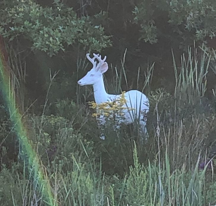 Đây có vẻ như một con nai “bạch tạng”.