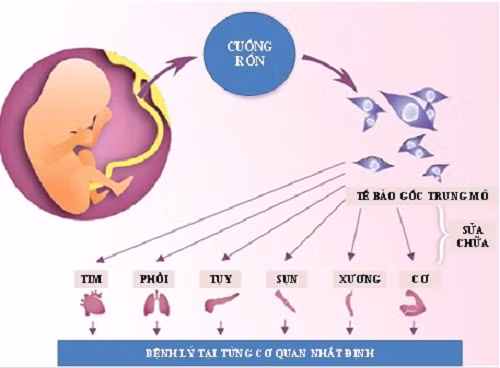 Quý bà dính bẫy 