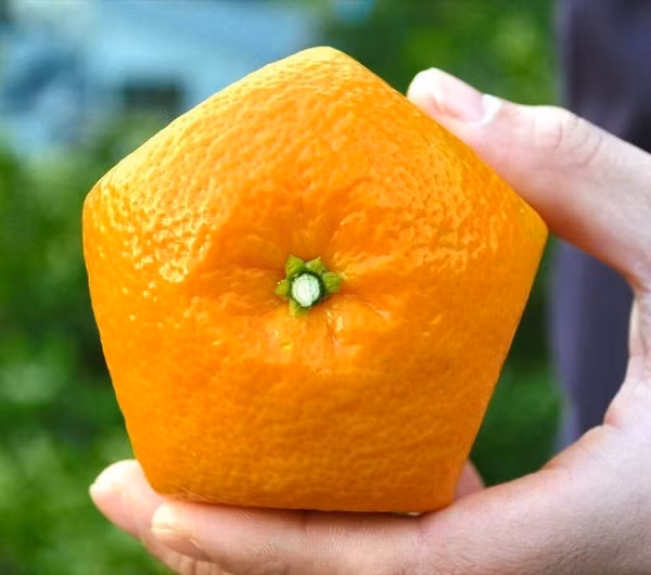 bestie trai cay nhat ban 