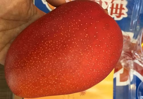 bestie trai cay nhat ban 