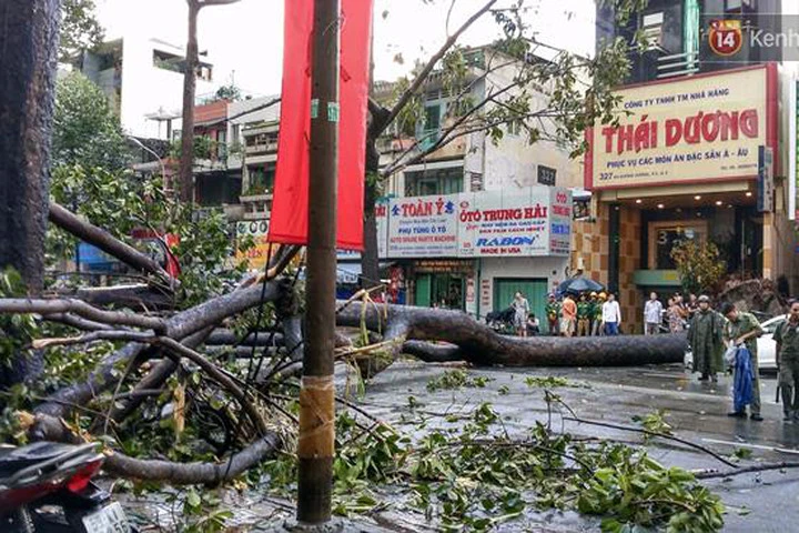 Hiện trường cây lớn bị gãy đổ trong mưa