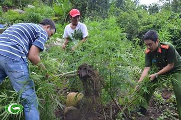 Bình Thuận: Phát hiện, tiêu hủy hơn 1.500 cây cần sa trồng trên núi