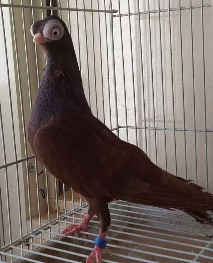 Loài bồ câu quý hiếm có vẻ ngoài giống như người ngoài hành tinh ảnh 3