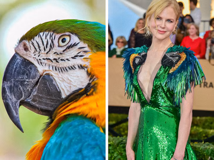 Vẹt Macaw - Nicole Kidman