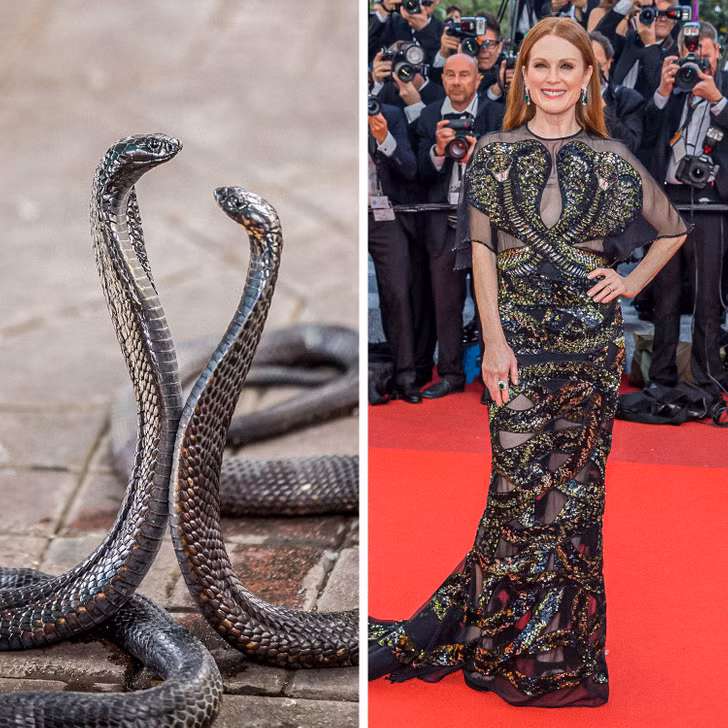 Rắn hổ mang - Julianne Moore