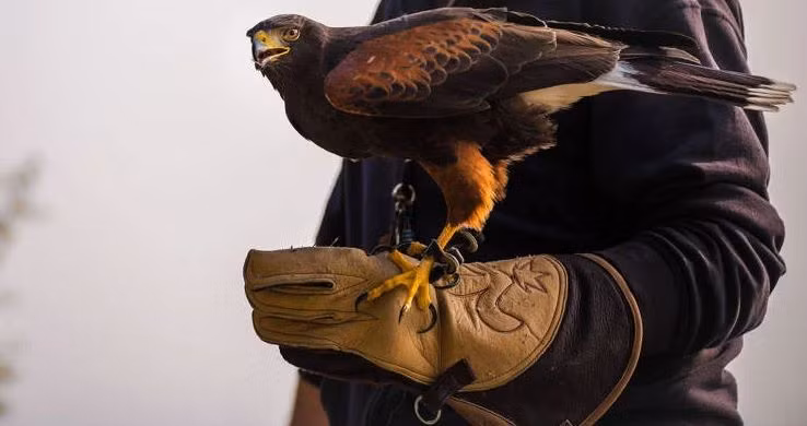 Bệnh viện cao cấp dành cho chim ưng, thú cưng của giới nhà giàu ảnh 1