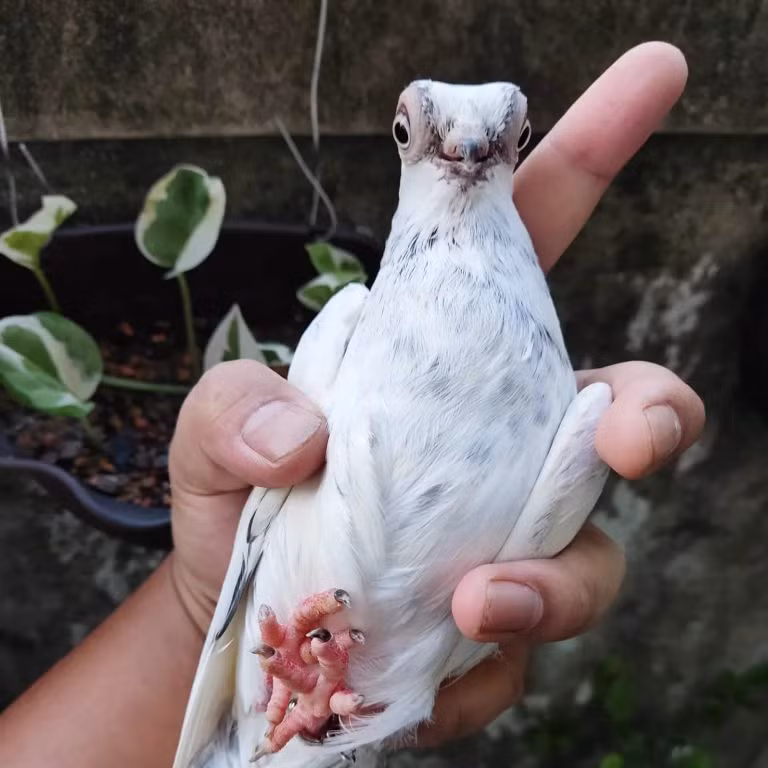 Loài bồ câu quý hiếm có vẻ ngoài giống như người ngoài hành tinh ảnh 2