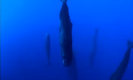 Nhung thoi quen ngu ky la trong the gioi dong vat - Anh 3