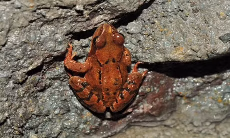 Nhung thoi quen ngu ky la trong the gioi dong vat - Anh 9