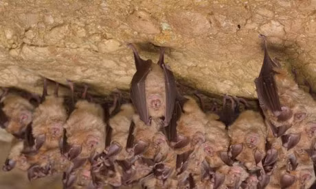 Nhung thoi quen ngu ky la trong the gioi dong vat - Anh 6