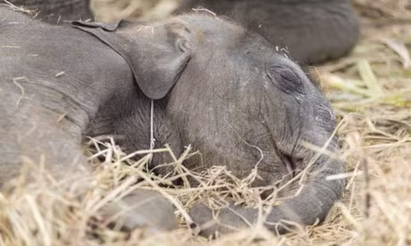 Nhung thoi quen ngu ky la trong the gioi dong vat - Anh 1