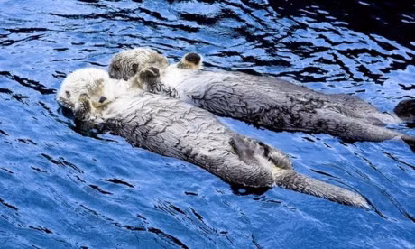 Nhung thoi quen ngu ky la trong the gioi dong vat - Anh 7