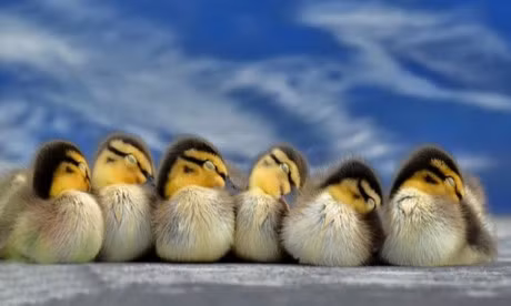 Nhung thoi quen ngu ky la trong the gioi dong vat - Anh 4