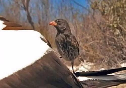 Rùng mình những sinh vật ký sinh hút máu ảnh 5