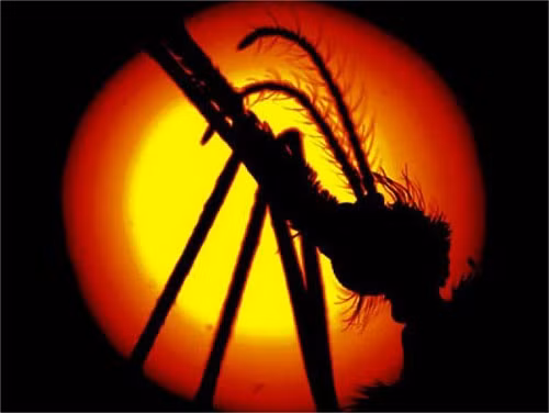 Rùng mình những sinh vật ký sinh hút máu ảnh 3