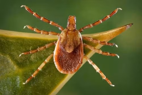 Rùng mình những sinh vật ký sinh hút máu ảnh 7